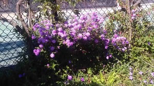 Purple_flowers3